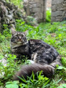 Thor 2 - la taverne du temps