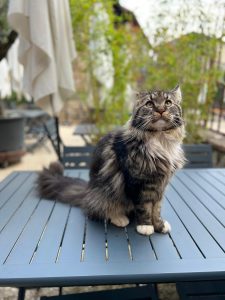 Thor 3 - la taverne du temps