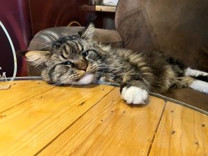 Thor 5 - la taverne du temps