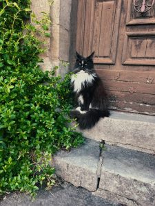 Titi - la taverne du temps